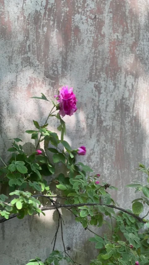 Single vibrant pink rose blooming against a rustic weathered wall Video stock 338005605