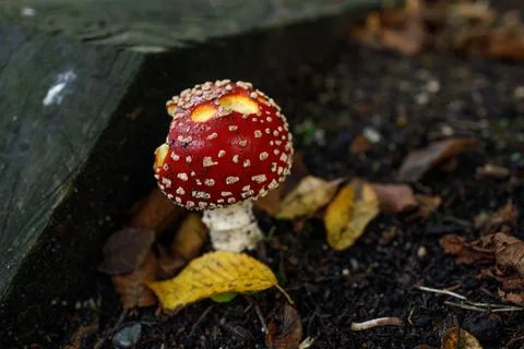 Single vibrant red fly agaric mushroom with white spots emerging from dark .. Stock Photos
