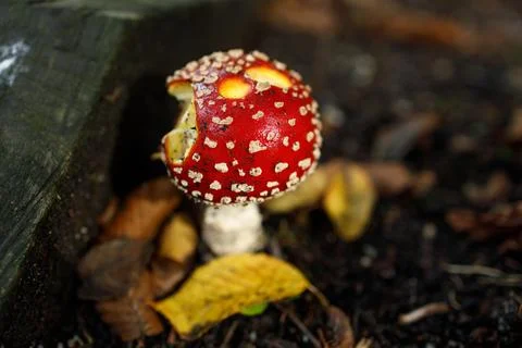 Single vibrant red fly agaric mushroom with white spots emerging from dark .. Stock-Fotos