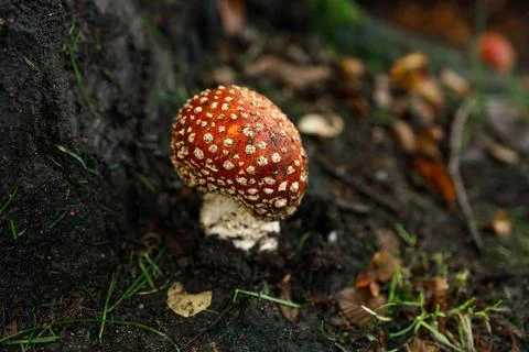 Single vibrant red fly agaric mushroom with white spots emerging from dark .. Stock Photos