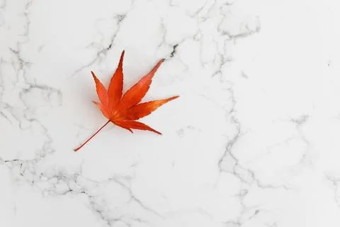 Single vibrant red maple leaf isolated on clean white marble textured surfa.. Fotos Stock
