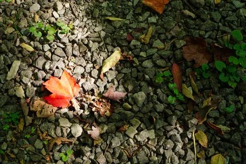 A single vibrant red maple leaf rests on a bed of grey gravel surrounded 写真素材