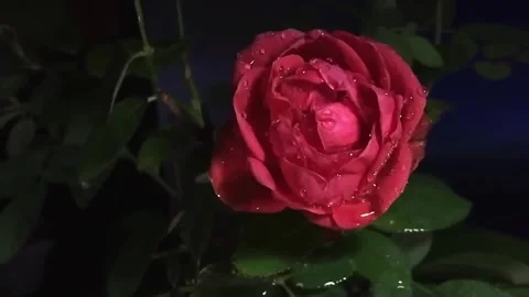 A single, vibrant red rose is captured in exquisite detail Stock Footage 321596175