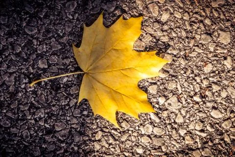 Single vibrant yellow maple leaf on asphalt Stock Photos