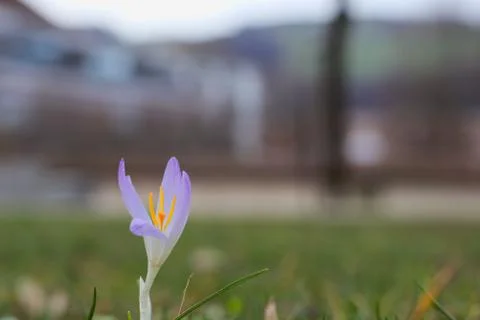 Single violet crocus. Фото