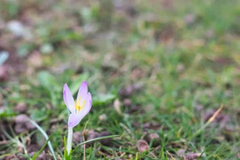 Single violet crocus. Фото
