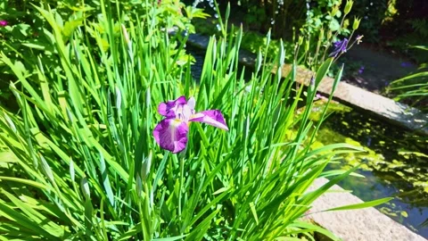 Single violet iris flower surrounded with its beautiful long sharp green shoots. Stock Footage 310548355