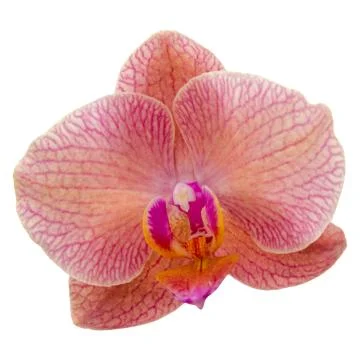 Single violet orchid flower Stock Photos