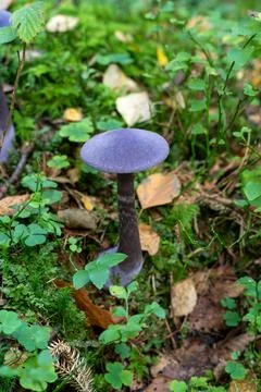 Single Violet Webcap (Cortinarius violaceus) mushroom in forest Stock Photos