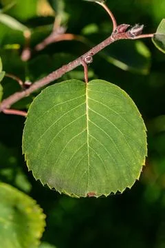 Single vivid green leaf on a tree branch with visible venation 库存照片