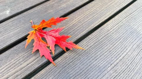 Single vivid red maple leaf lying on dark wet wooden table surface Stock Photos