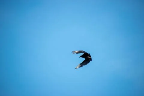A single vulture changing their direction and making a C shape with their wings Stock Photos