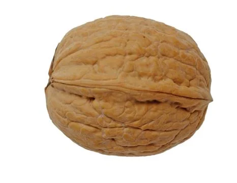 Single walnut isolated on a white background. Stock Photos