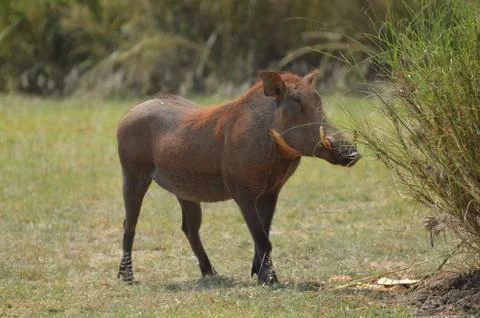 Single Warthog Stockfoto's