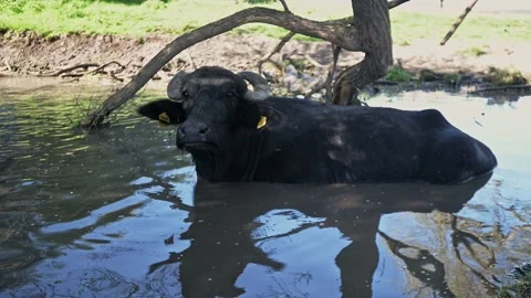 A single water buffalo cooling off in a muddy pond under the shade of trees on a Stock Footage 288540728