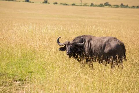 Single Water Buffalo looking at camera in Masai Mara grasslands, Kenya Stock Photos