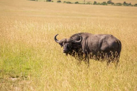 Single Water Buffalo looking at camera in Masai Mara grasslands, Kenya Foto stock