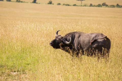 Single Water Buffalo looking at camera in Masai Mara grasslands, Kenya Stock Photos
