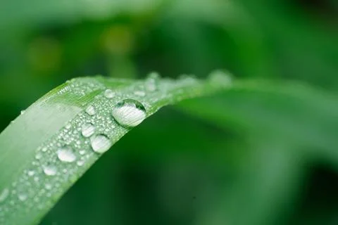 Single water drop on green leaf macro shot Stock Photos
