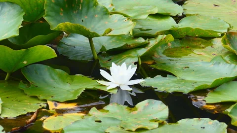 A single water lily on a lake. Stock Footage 147566762