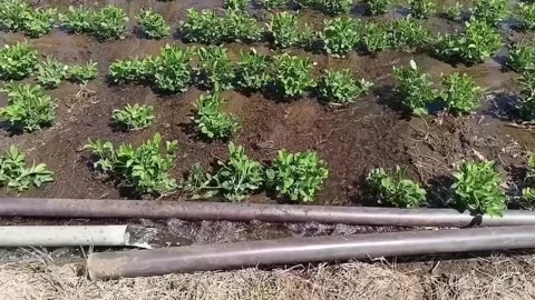 Single Water Pipe Irrigation Peanut Farm 動画素材 338422957