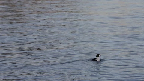 Single Waterbird Floating on Quiet Surface Stock Footage 305957813