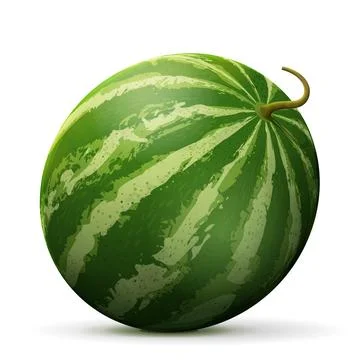Single watermelon fruit close up Stock Illustration