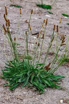 A single weed growing in a dirt patch Stock Photos