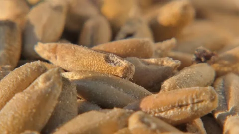 Single weevil on damaged wheat as metaphor for loss Stock Footage 334620386