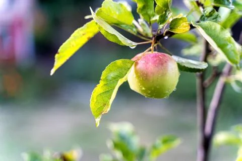 A single wet apple on its tree after a summer rain Stock Photos
