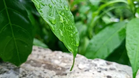 Single Wet Botanical Leaf Hanging Over Stone Edge 스톡 동영상 338311981