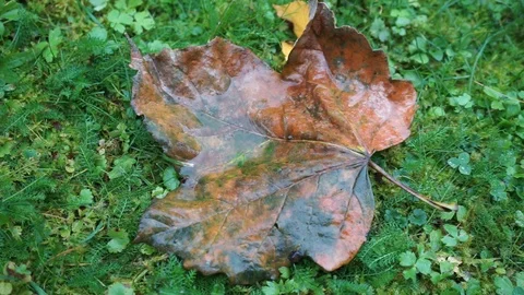 Single wet leaf in beautiful autumn colors lies on a meadow Stock Footage 119442731