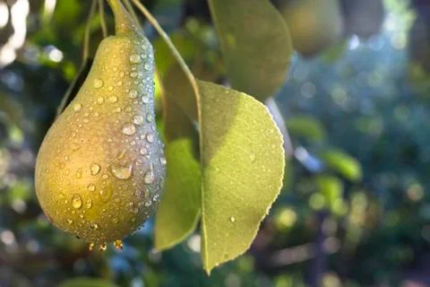 Single wet pear Stock Photos