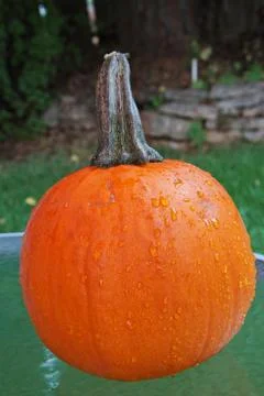 Single wet pumpkin Stock Photos