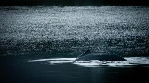 Single whale slides through surface and breaches in low key scene Stock Photos