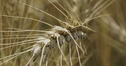 Single wheat ear, macro, 4k 스톡 동영상 222252371