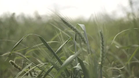 Single Wheat farm RAW Stock Footage 262615939