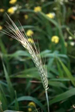 Single wheat head Stock Photos