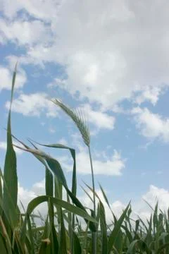 Single wheat head standing under the sky Stock Photos