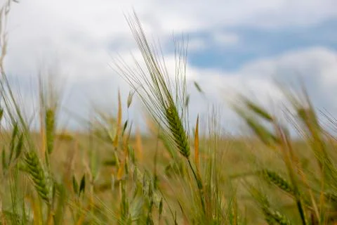 A single wheat 库存照片