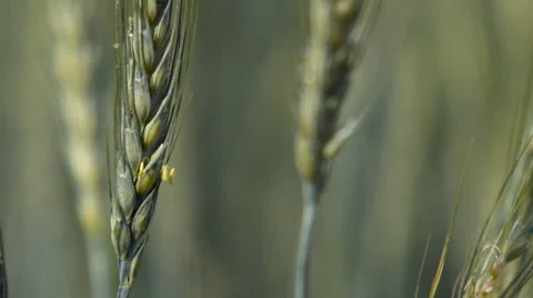 A single wheat stalk in a field of many. Stock Footage 67640054