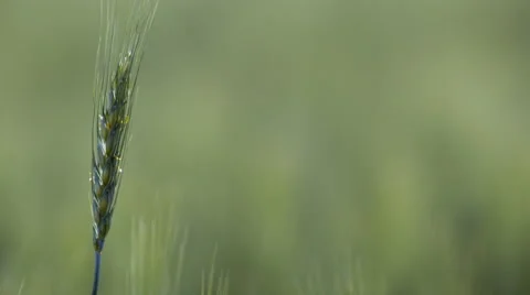 Single wheat stalk in a field in summer Stock Footage 67637705