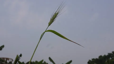 Single Wheat Stalk 库存影片 333906062