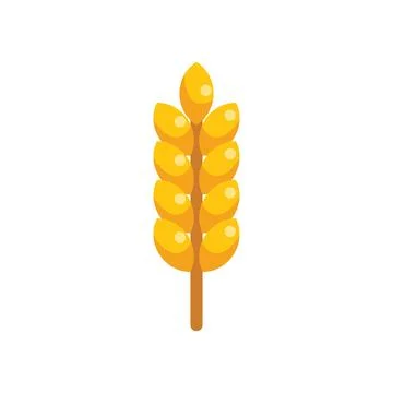 Single wheat stalk growing with grains on white background Stock Illustration