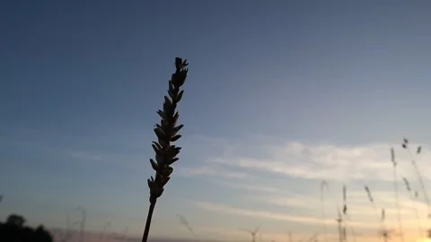 Single wheat straw Video stock 286252646