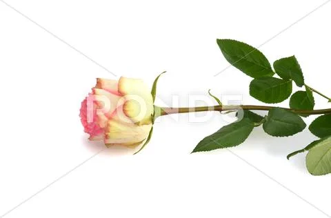 Single white and pink rose Stock Photos