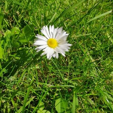 Single white and yellow daisy in grass lawn with space for copy Stock Photos
