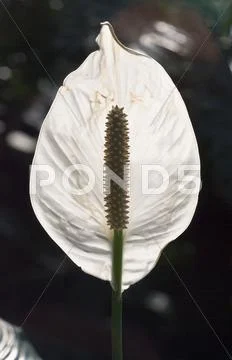 Single white anthurium Stock Photos