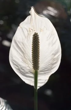 Single white anthurium Foto stock