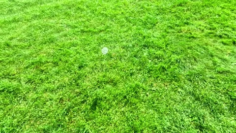 Single white ball bouncing across green grass Stock Footage 317882584